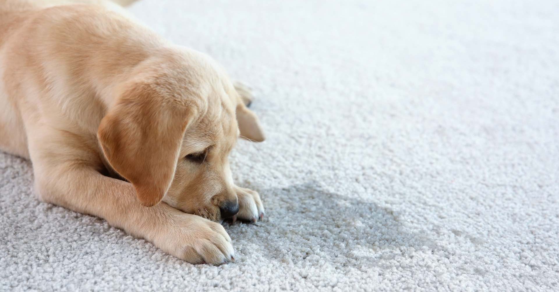 pet urine carpet cleaning service
