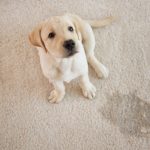 Pet Urine Carpet Cleaning