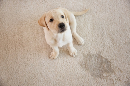 Pet Urine Carpet Cleaning