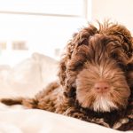 Easy carpet cleaning tips for pet owners
