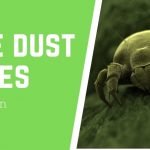 Are dust mites worse in winter
