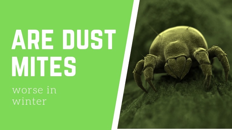 Are dust mites worse in winter