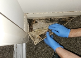 Mould Contaminated Carpet