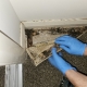 Mould Contaminated Carpet