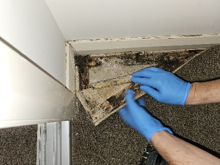 Mould Contaminated Carpet